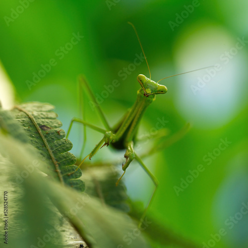 Australian Praying Mantis on a fern © Frozigraphie