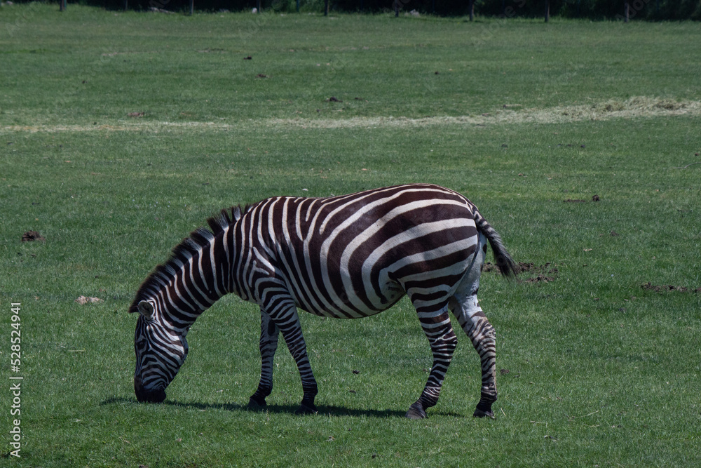 Naklejka premium African animals in a sahara desert. Grassland animals. Monkeys / cheetah / zebra / mountain goat.