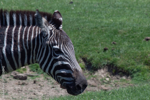 African animals in a sahara desert. Grassland animals. Monkeys / cheetah / zebra / mountain goat. 