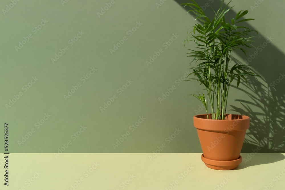 Home plant hamedorea or Areca palm in a clay brown pot on a green background. The concept of minimalism. Houseplants in a modern interior. Home plant hamedorea or Areca palm in a clay brown pot on a green background. The concept of minimalism. Houseplants in a modern interior.