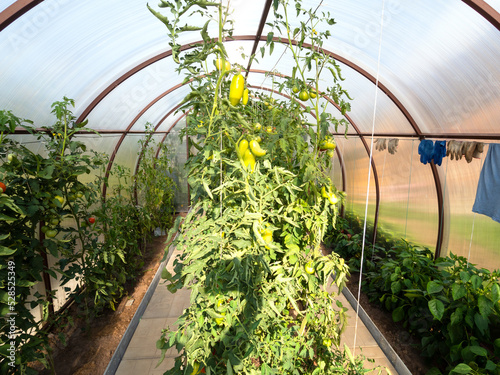 Konstfotografi bushes with green sweet peppers in polycarbonate greenhouse on sunny summer even
