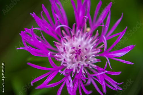 purple flower on green
