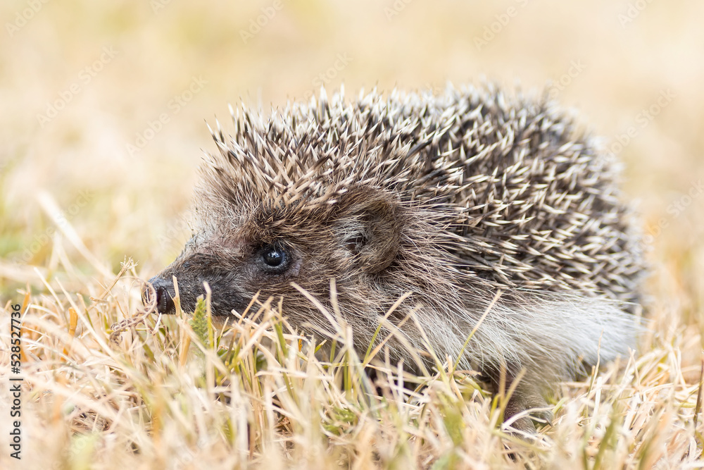 hedgehog on the grass... hedgehog on the grass...