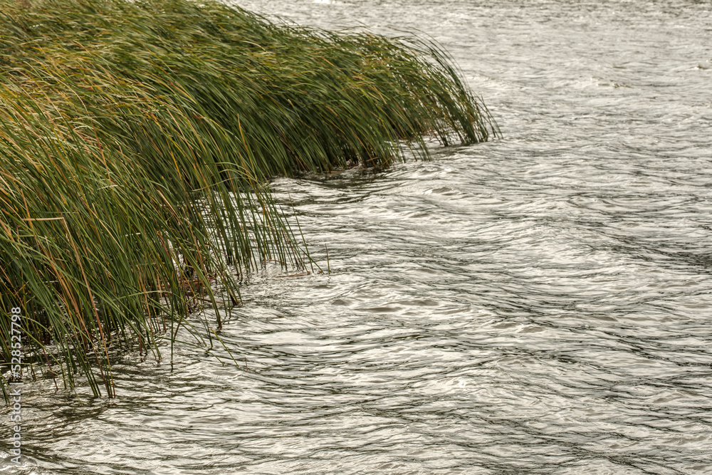 grass by the lake, wind
 - obrazy, fototapety, plakaty 