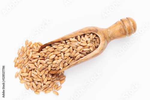 Scoop with wheat grains and spikelets on white background.