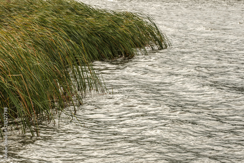 grass by the lake, wind 