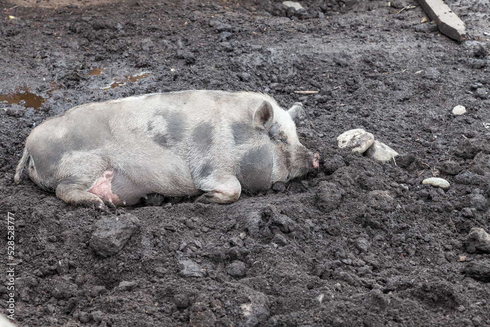 Domestic dirty hog dig mud with its snouts around mud pit with bilge, mud and murky water in pig pen during hot sunny day in countryside Domestic dirty hog dig mud with its snouts around mud pit with bilge, mud and murky water in pig pen during hot sunny day in countryside