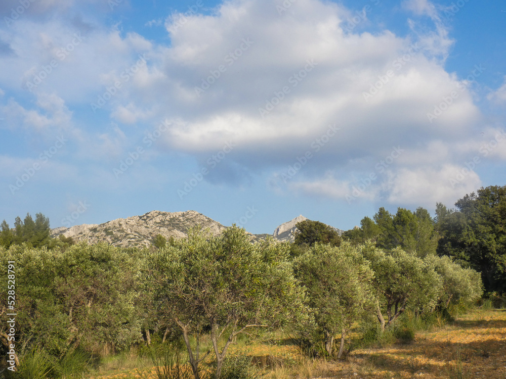 Magnificent landscape with a field of olive trees and a mountain in the background topped by a blue sky and heavy white clouds in the Alpilles in Provence in France Magnificent landscape with a field of olive trees and a mountain in the background topped by a blue sky and heavy white clouds in the Alpilles in Provence in France