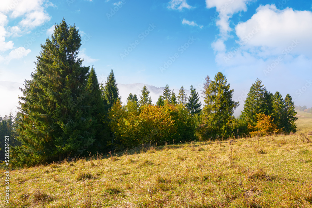 Fototapeta premium spruce trees on the grassy hillside meadow. mist rising up in to the bright blue sky. warm sunny morning in autumn