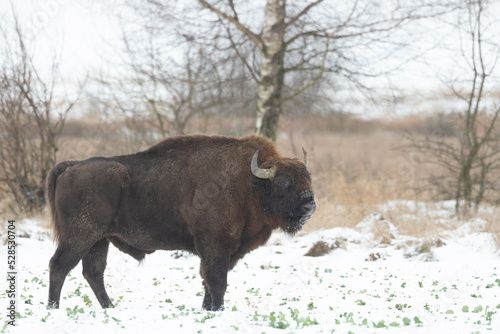 Fototapeta Naklejka Na Ścianę i Meble -  Mammals European bison Bison bonasus in winter time Knyszyn Forest Poland Europe