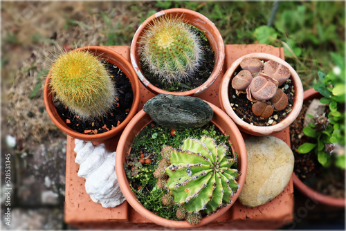 Kaktus, Kakteen, Stacheln, lebende Steine photo
