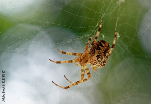 Araneus diadematus spider hunting in its web
