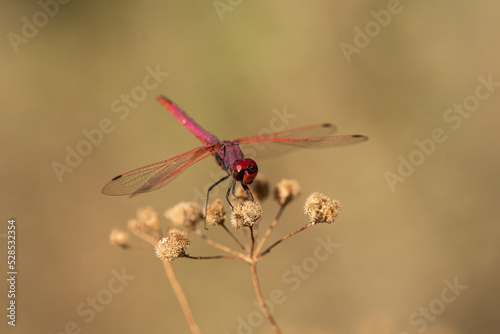 libelula roja sobre un arbusto seco