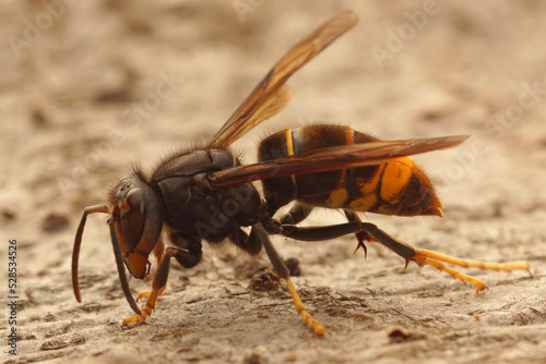 Closeup on the invasive and aggressive a dark Asian yellow-legged hornet , Vespa velutina photo