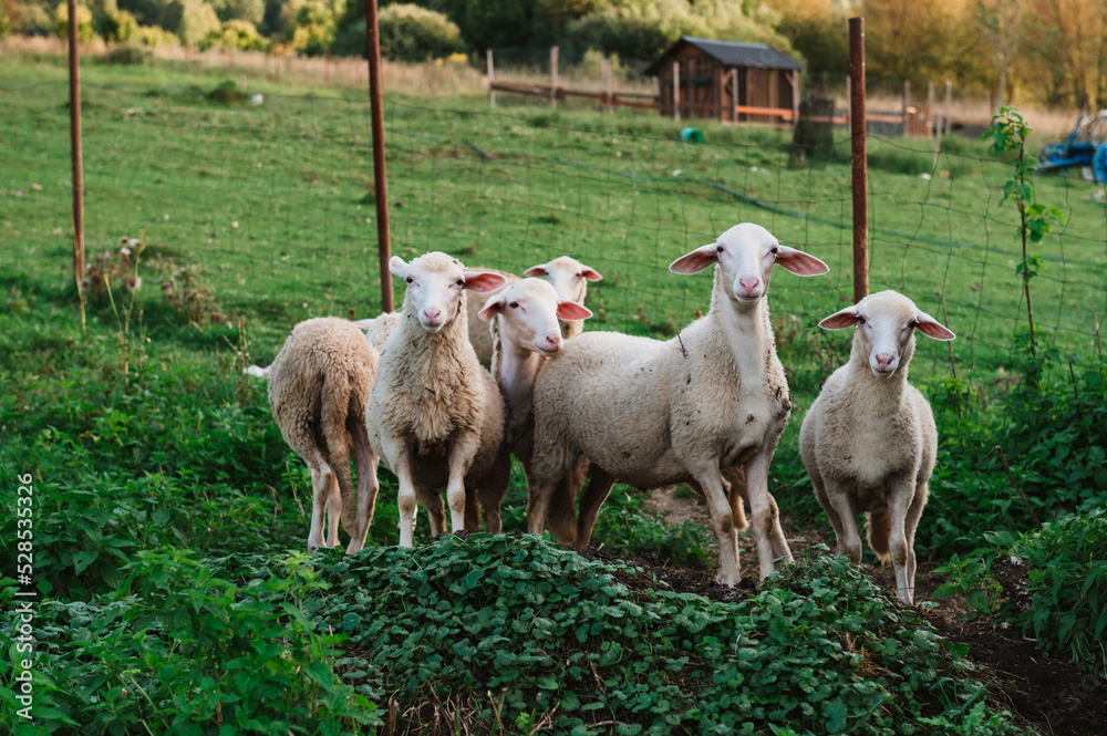 Obraz premium Young lamb at the farm in Slovakia, check a camera, on the pasture