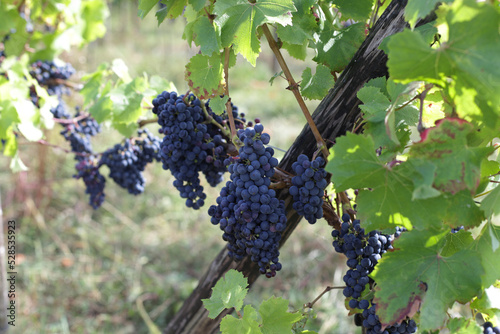 Dark grapes on branches of trees to make wine for wineries.