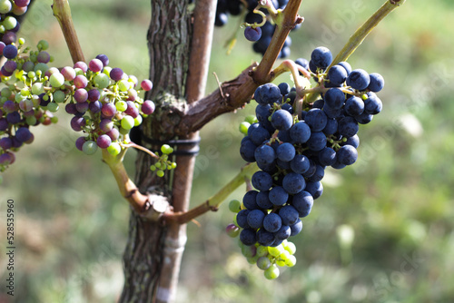 Dark grapes on branches of trees to make wine for wineries.