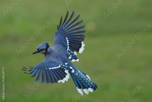 Canvas Print Blue Jay in flight over lawn