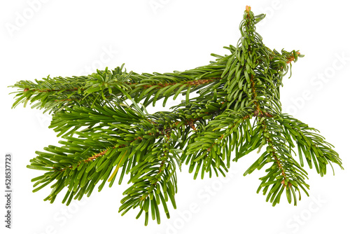 Branches of Nordmann fluffy Fir Christmas Tree. Green pine, spruce branch with needles. Isolated on white background. Close up top view, high resolution.