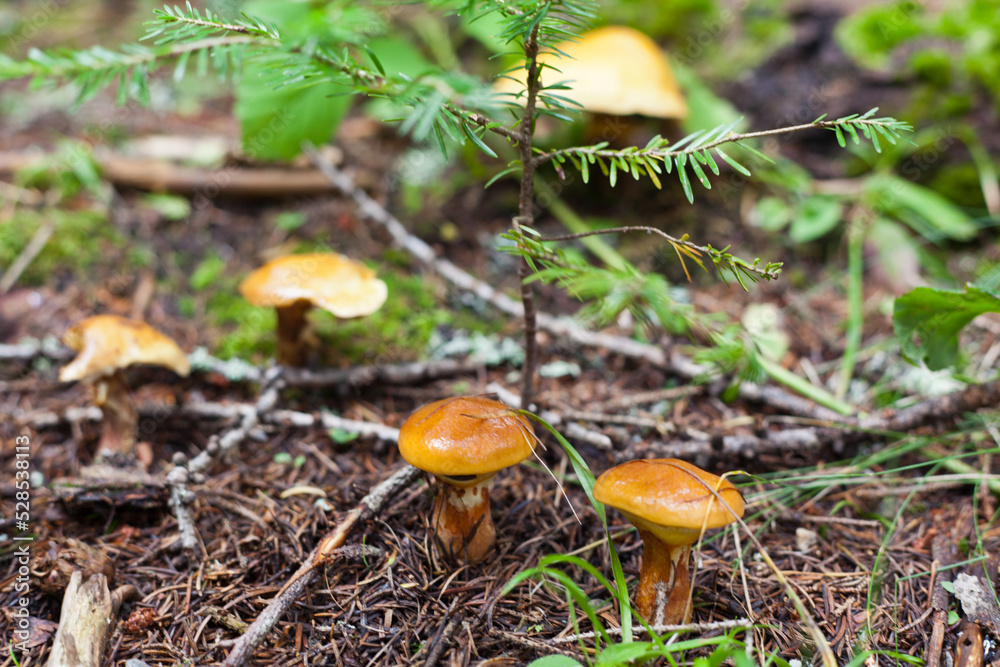 mushroom in the forest mushroom in the forest