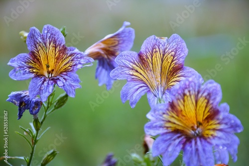 Fleurs violette et gouttes de pluie