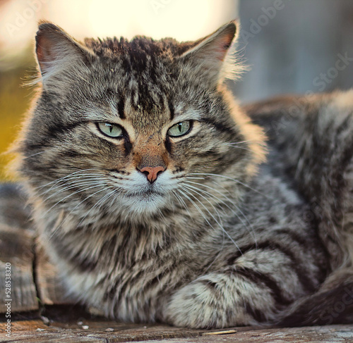 portrait of a cat