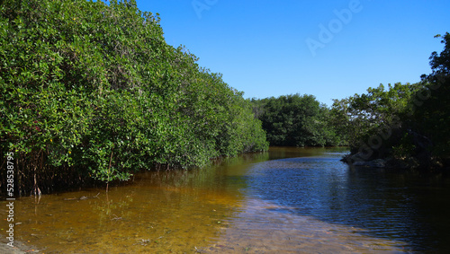 Mangroves on the shores of the ocean at Playa esmeralda  Cuba