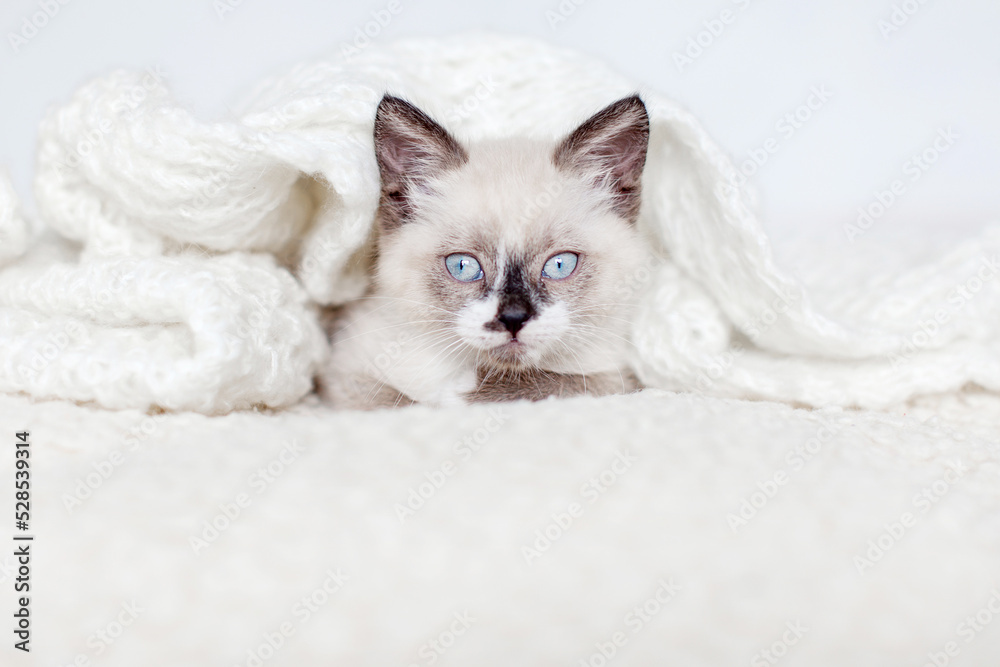 Kitten on white knitted blanket