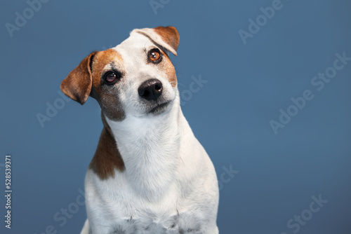 Portrait of a dog on a blue background © Tatyana Gladskih