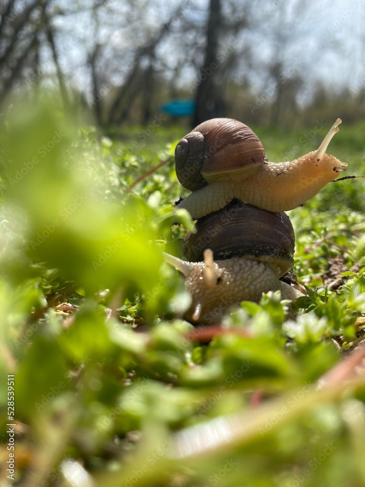 Obraz premium snail on a leaf