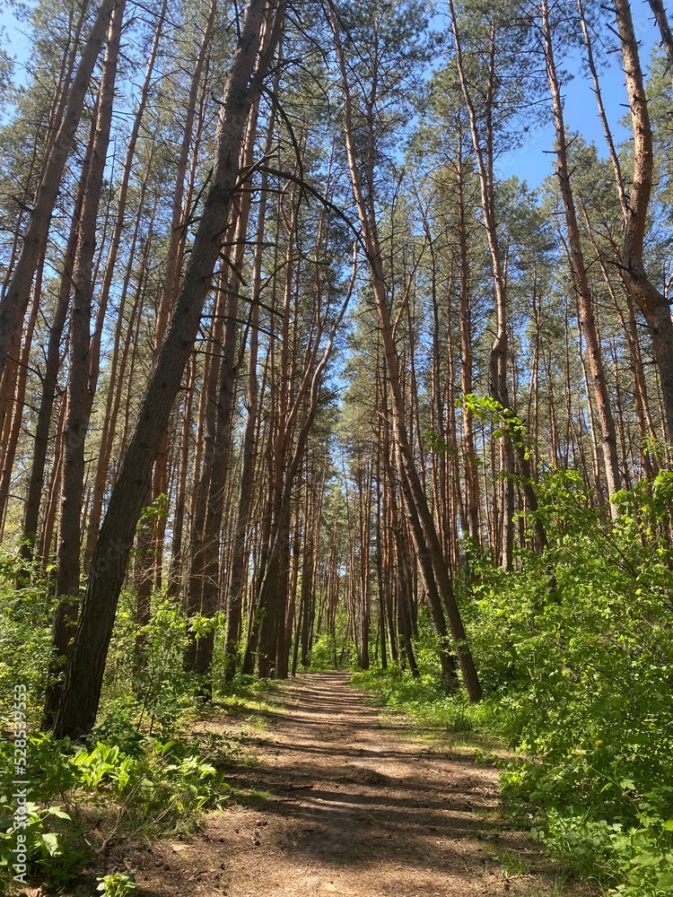 Obraz premium path in the forest