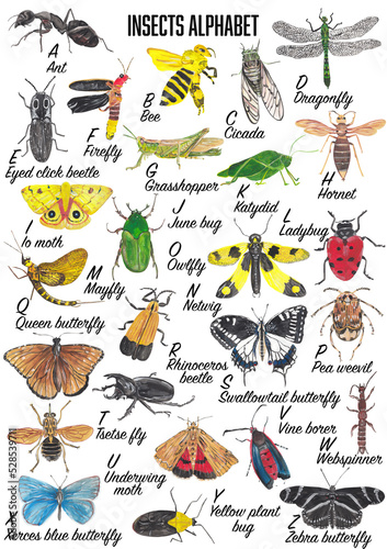 Insects Alphabet with colorful and bright hand painted illustrations of bugs, beetles and butterflies. Each insect for each letter of english alphabet. Printable poster, nursery decor, home wall art.