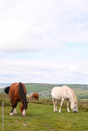horses in the field