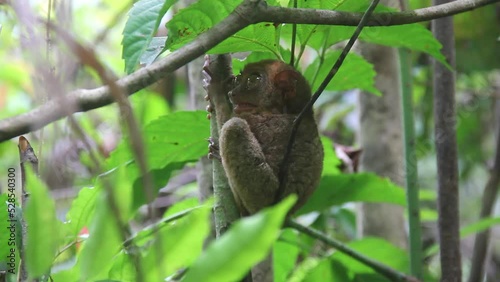 Frightened tarsier monkey opens his mouth while holding onto branch at Philippine Tarsier Sanctuary in Bohol Island, Philippines