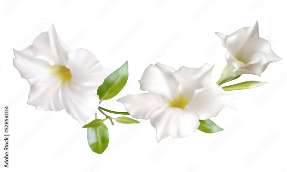 Fototapeta premium Beautiful tropical flowers. White. Green. Floral background. Isolated. Leaves.