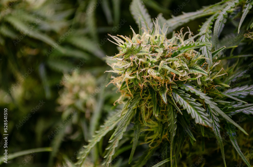 weed growing indoor, rkiem flowering buds weed growing indoor, rkiem flowering buds