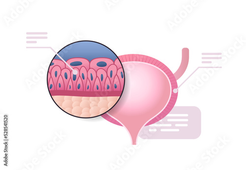 detailed explanation urinary bladder structure human internal organ anatomy healthcare medical concept horizontal