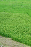 closeup the bunch green ripe paddy plant soil heap and growing in the farm soft focus natural green brown background.