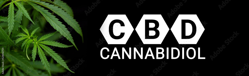 CBD or THC cannabis addiction or alternative health - banner design CBD or THC cannabis addiction or alternative health - banner design