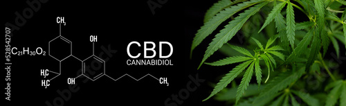 Fototapeta Naklejka Na Ścianę i Meble -  CBD or THC cannabis addiction or alternative health - banner design