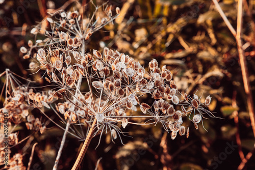 close up of a plant in autumn