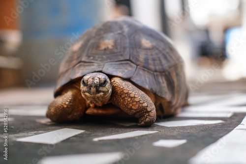 Tortoise kept as pet walking on stones ground in yard, closeup detail, only face in focus