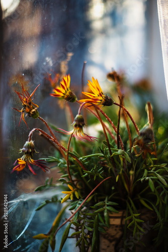 Autumn flowers in a pot on the windowsill near the old window in the rays of the evening sun