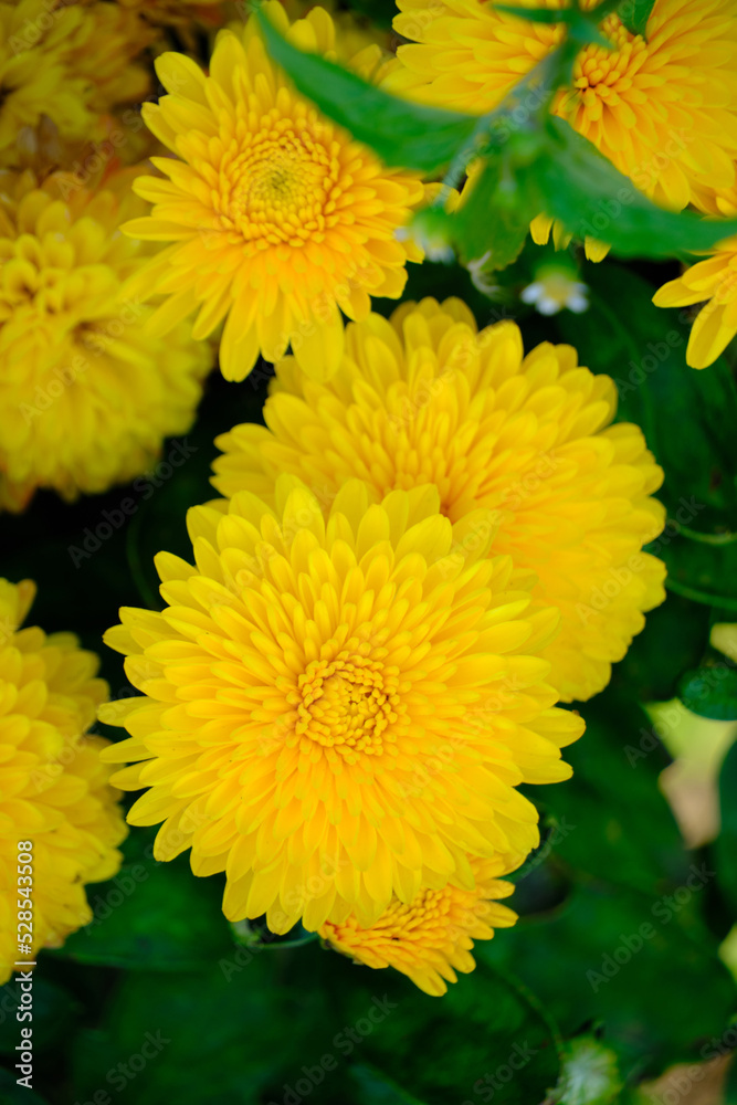 Bouquet bright yellow dahlia flowers closeup.