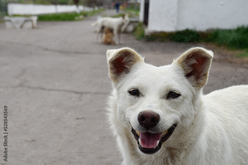 Cute smiling white dog stray in the city