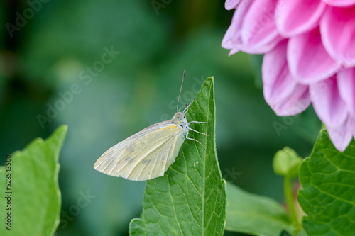 White butterfly on green dahlia leaf with pink flower