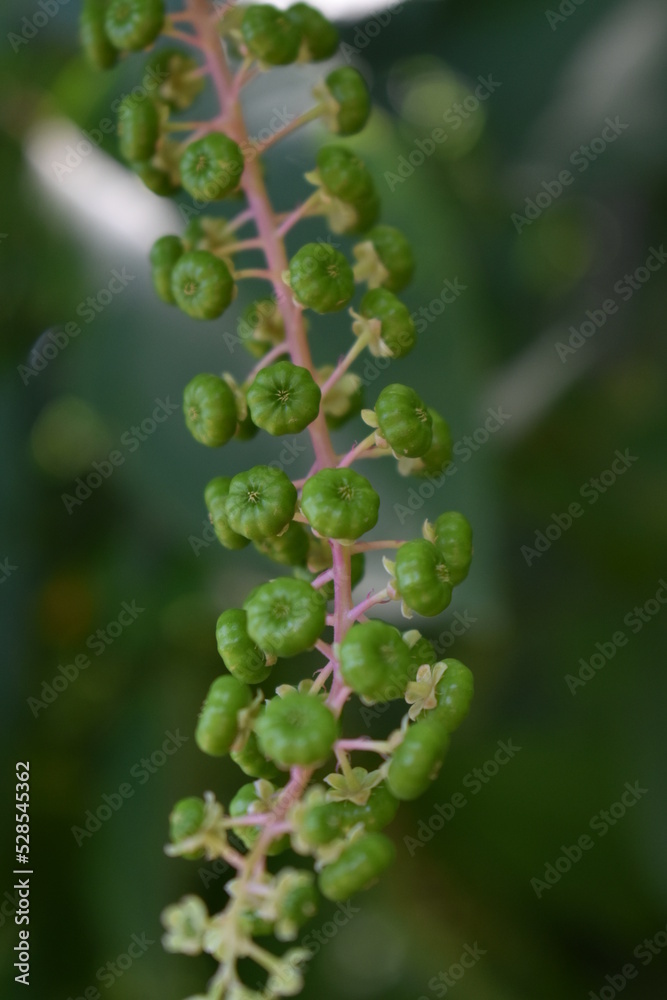 Phytolacca plants