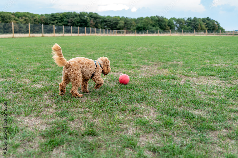 Adorable Miniature Poodle Dog seen playing with her large plastic ball at dog agility classes.