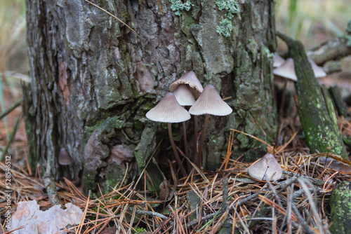 A wild mushroom grows in the autumn forest. Ukraine 