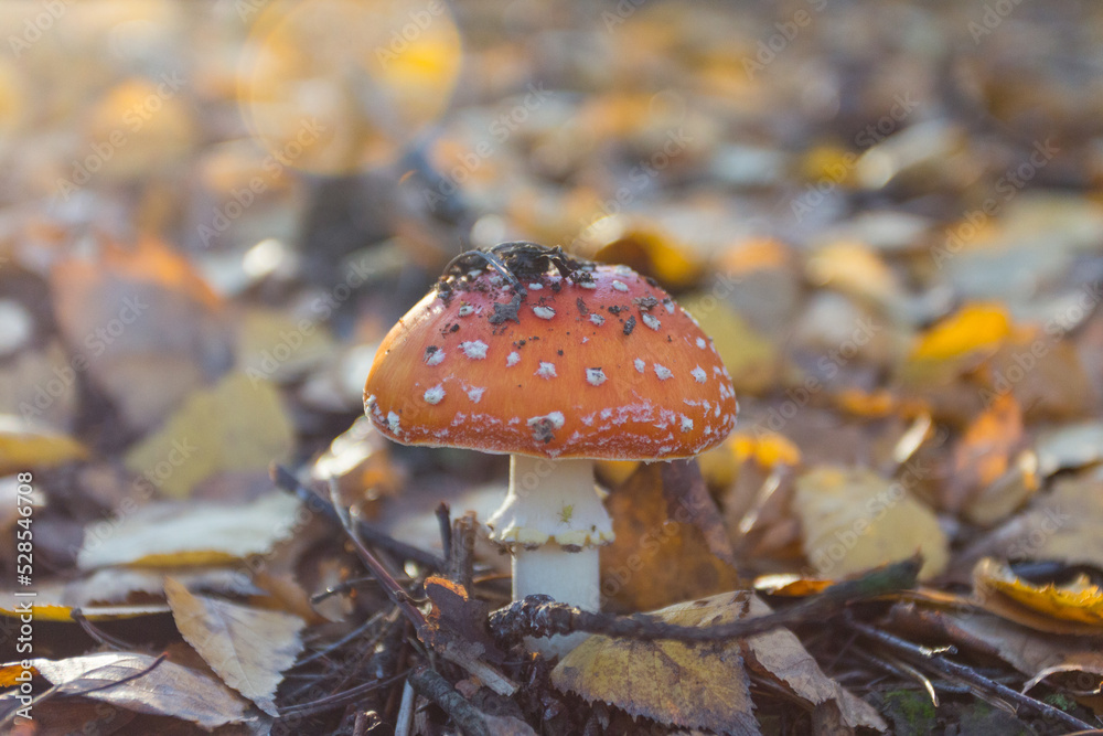 Red fly agaric grows in the autumn forest. Ukraine Red fly agaric grows in the autumn forest. Ukraine